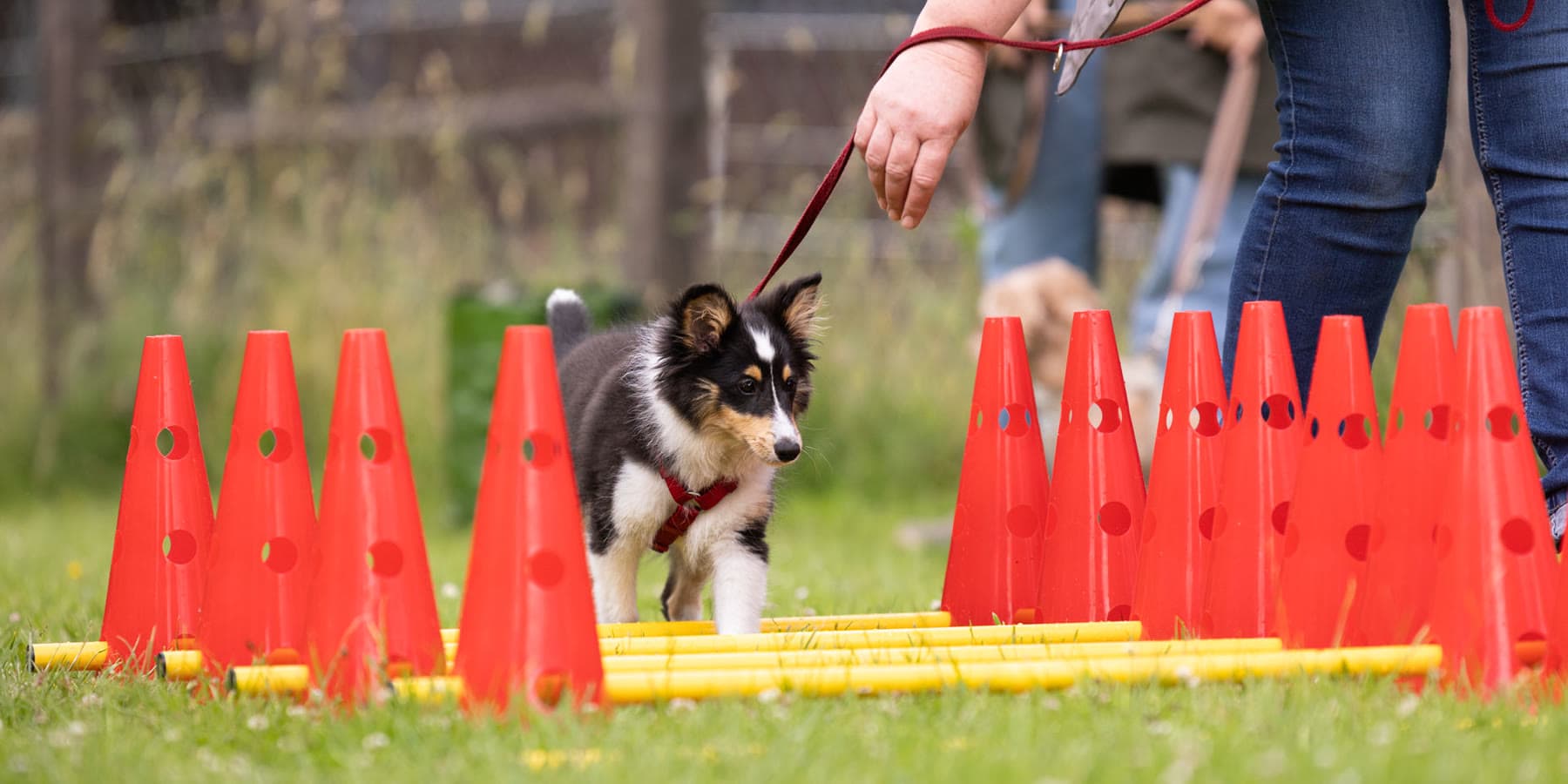 Hund läuft konzentriert durch eine Pylonengasse