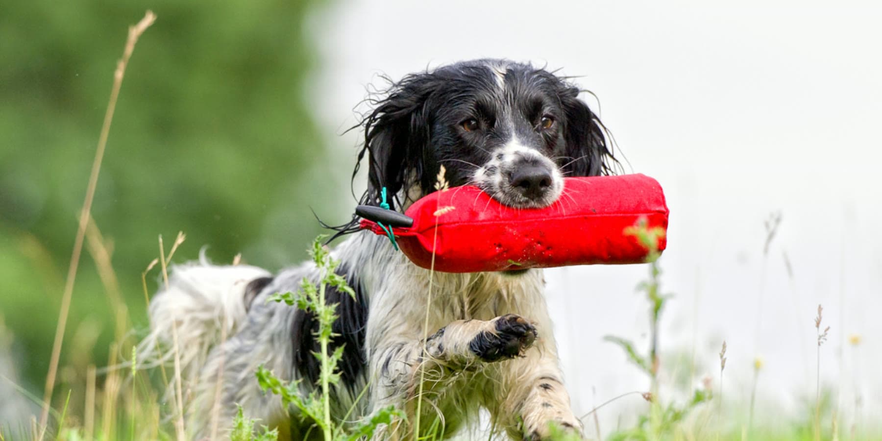 Spaniel apportiert ein rotes Dummy durch hohes Gras