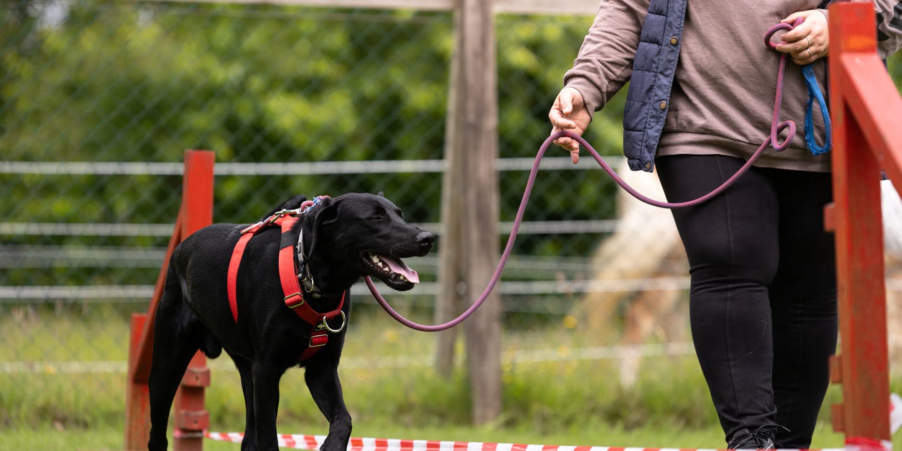 Labrador überquert an lockerer Leine ein Hindernis
