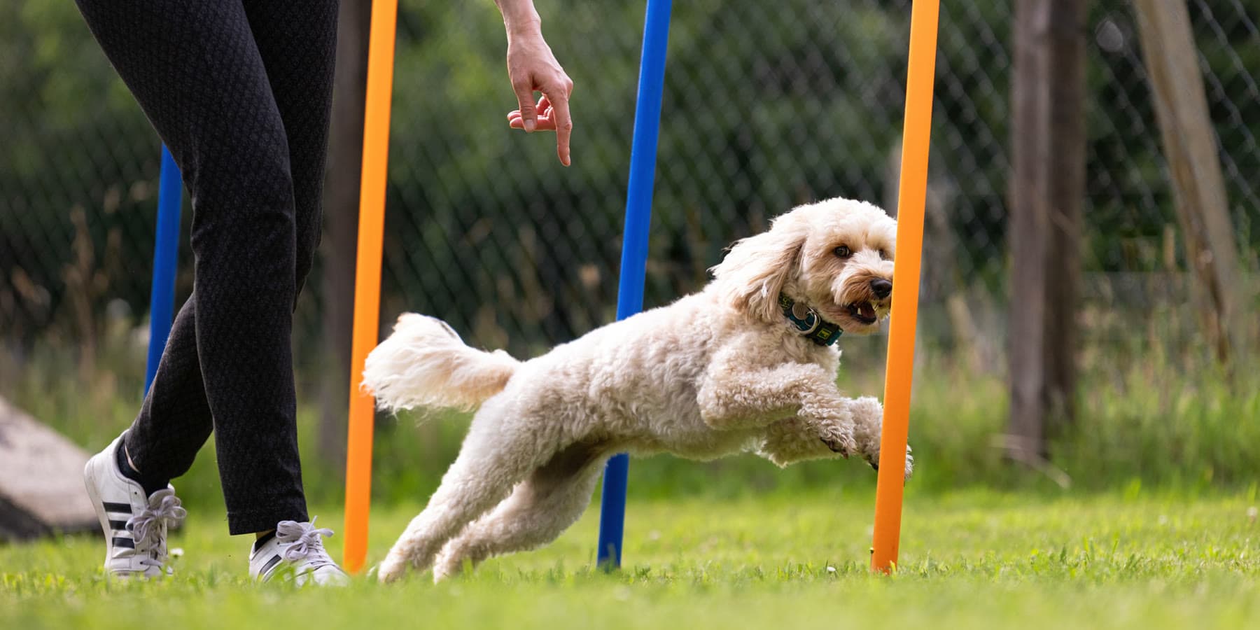 Kleiner Hund springt im Parcours über eine Hürde