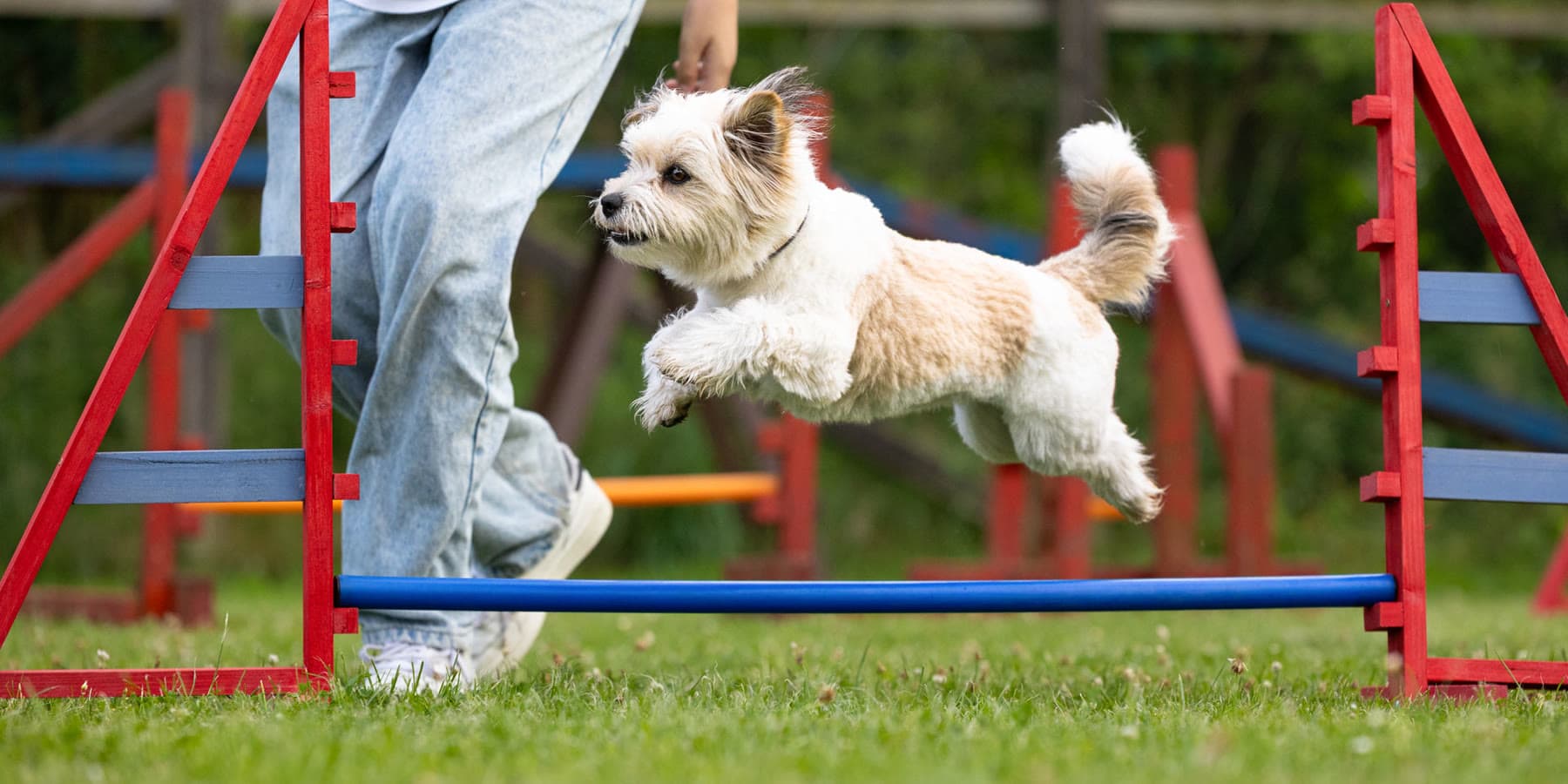 Terrier springt im Fun-Agility über eine niedrige Hürde
