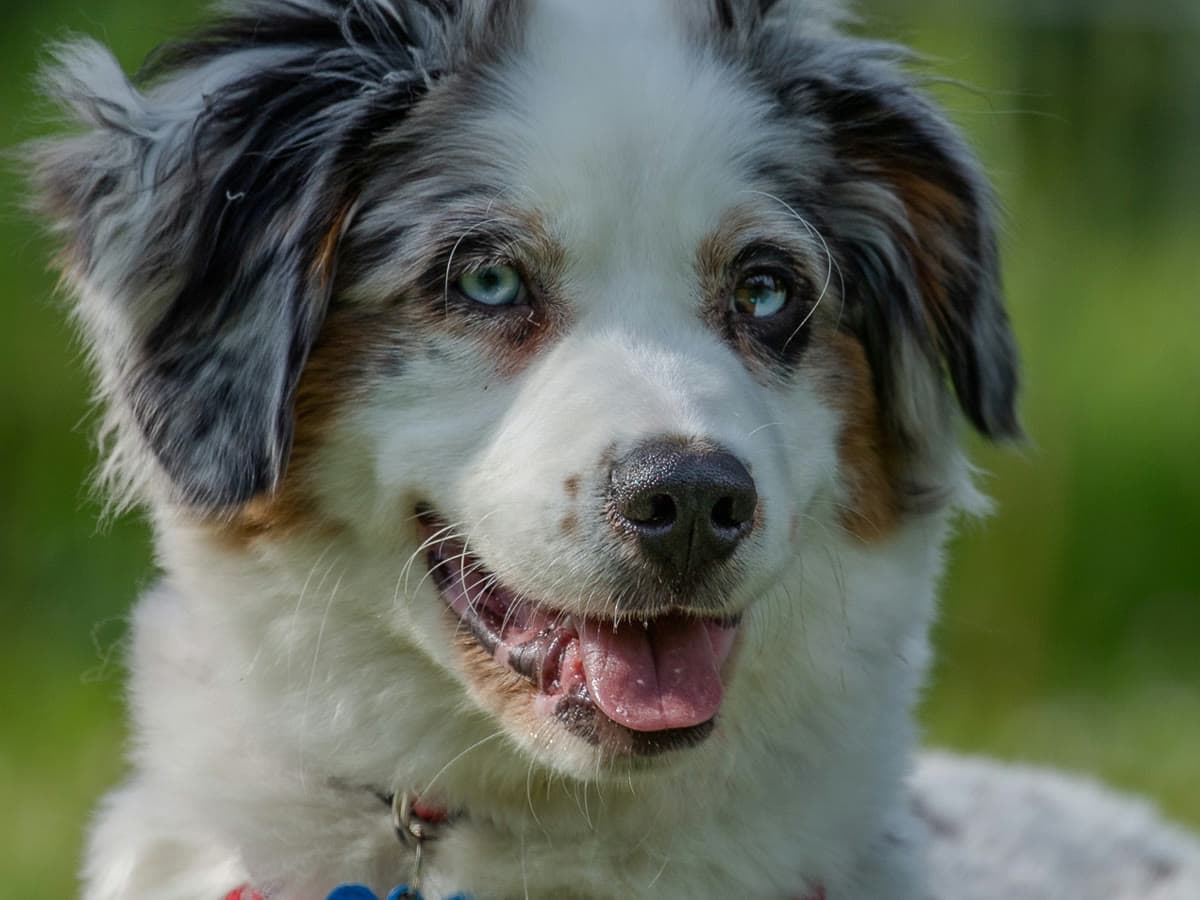 Australian-Shepherd-Welpe liegt entspannt im Gras