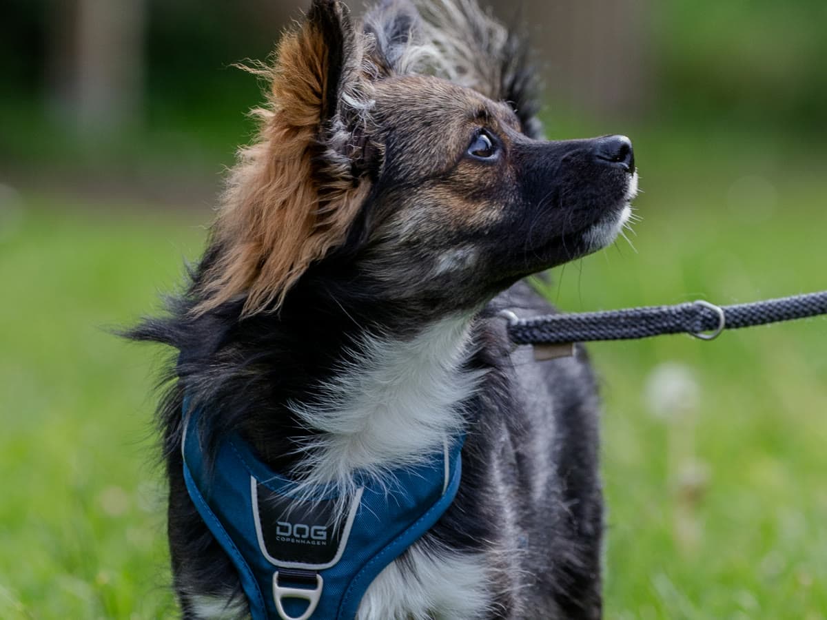 Chihuahua-Mischling im Portrait auf der Wiese