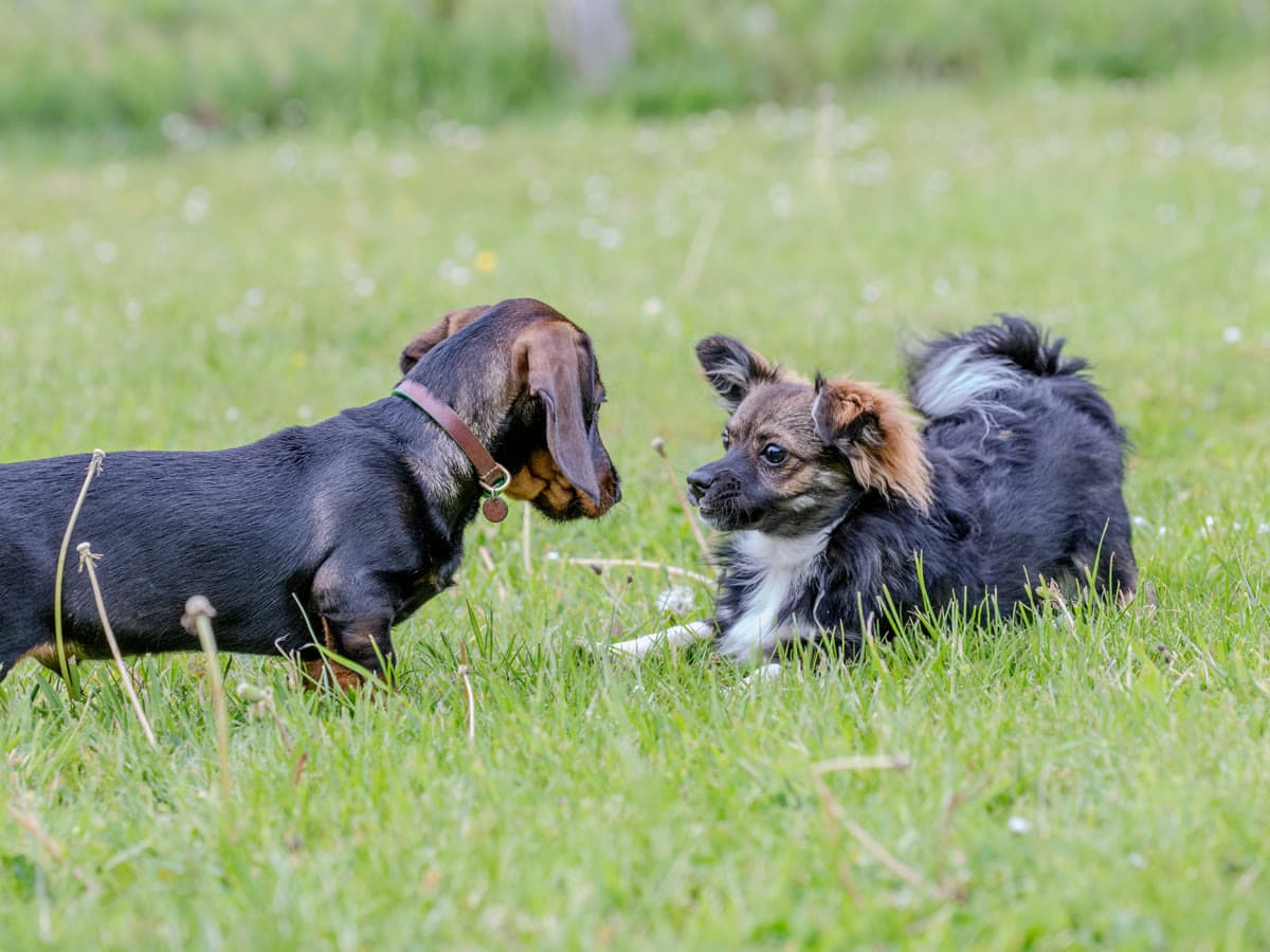 Kleiner Hund balanciert über den Trainingssteg