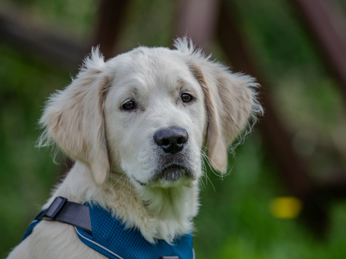 Golden-Retriever-Welpe schaut aufmerksam zur Seite