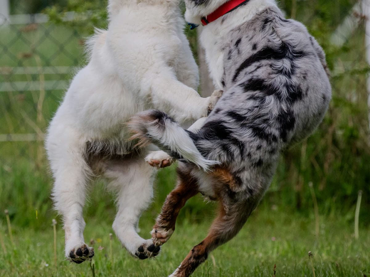 Zwei Welpen spielen ausgelassen miteinander
