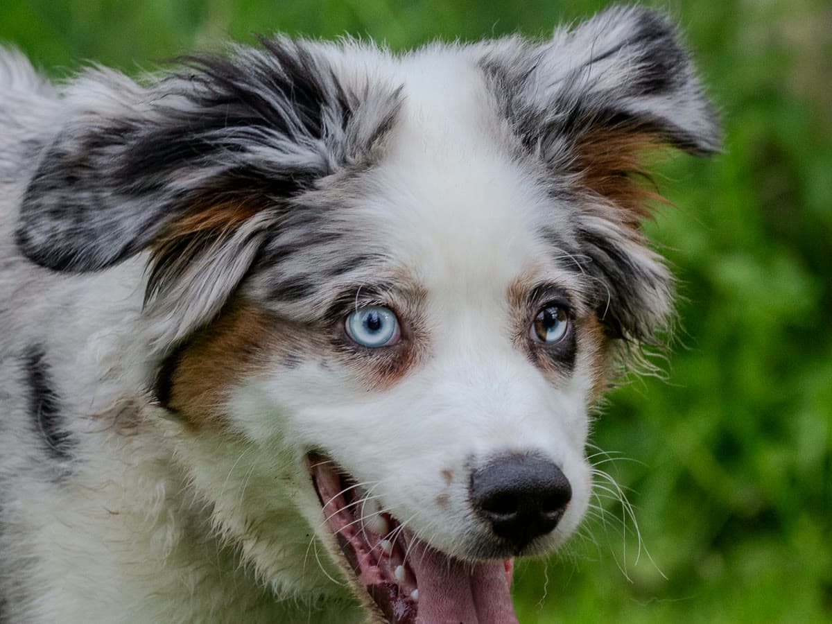 Australian Shepherd mit blauen Augen im Portrait