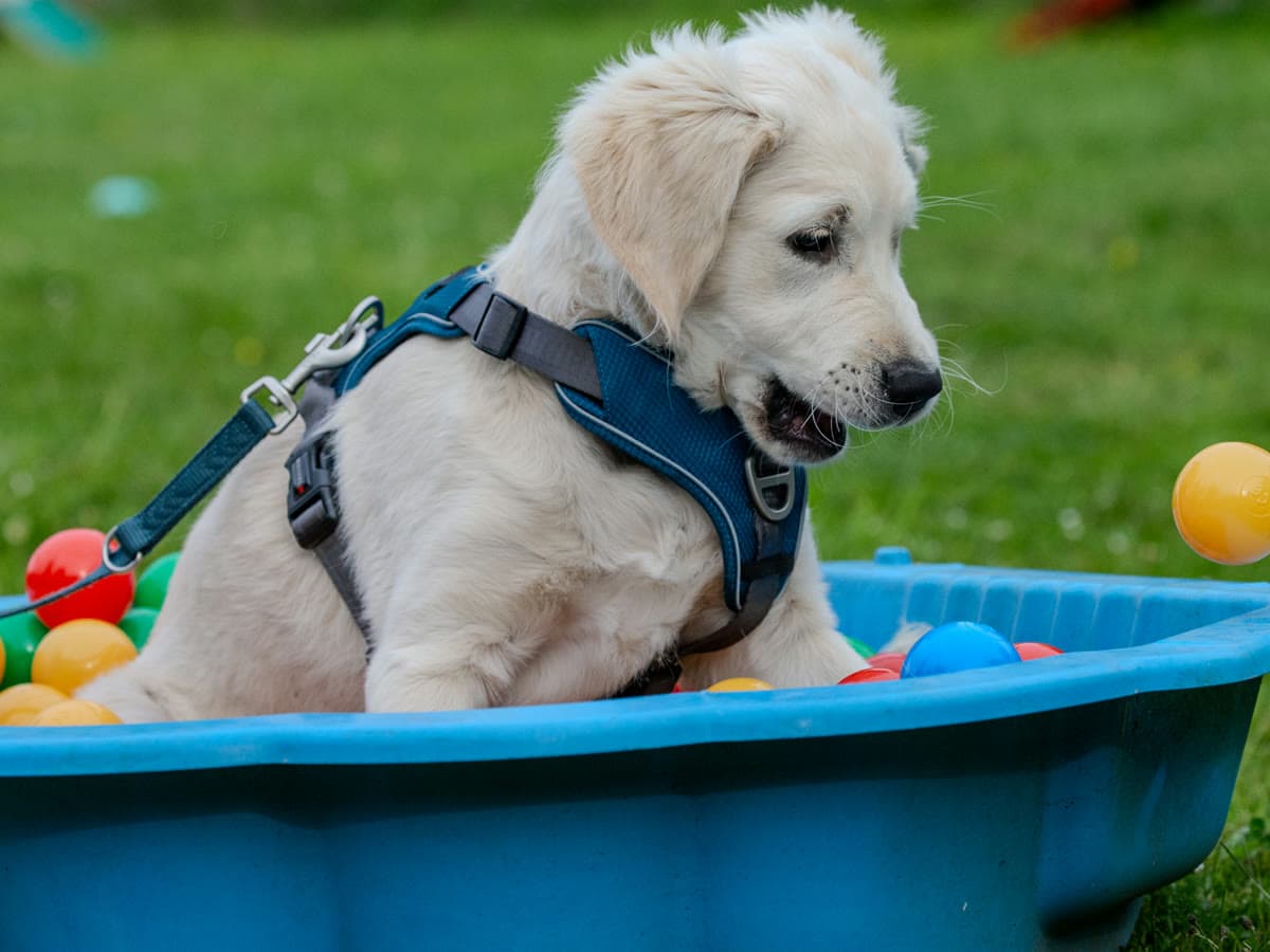 Golden-Retriever-Welpe auf dem Trainingssteg