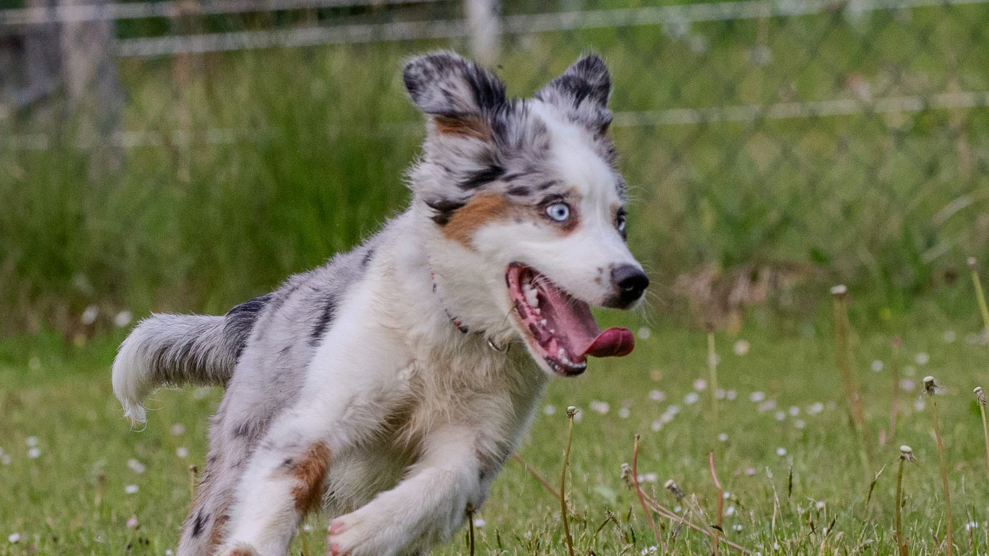 Australian-Shepherd-Welpe rennt fröhlich über die Trainingswiese