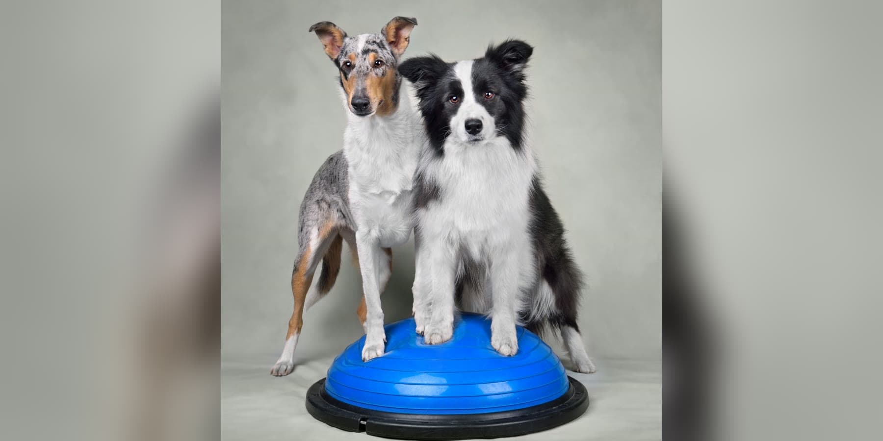 Zwei Hunde balancieren gemeinsam auf einem Fitness-Ball