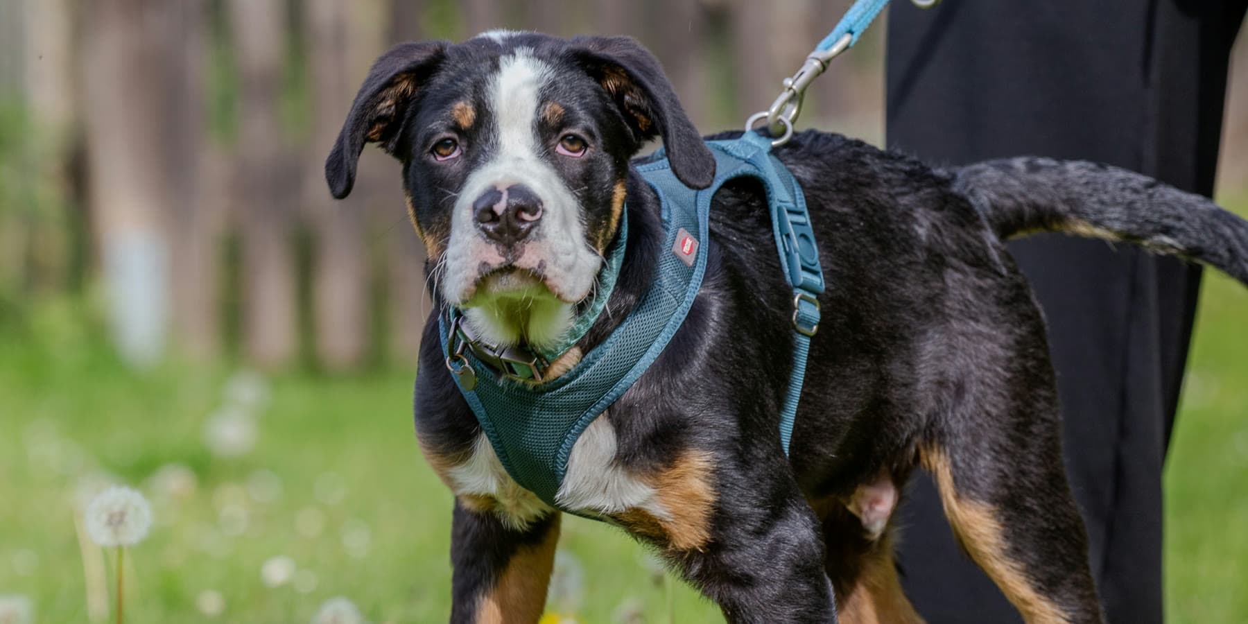 Junger Appenzeller Sennenhund mit Ball auf der Trainingswiese
