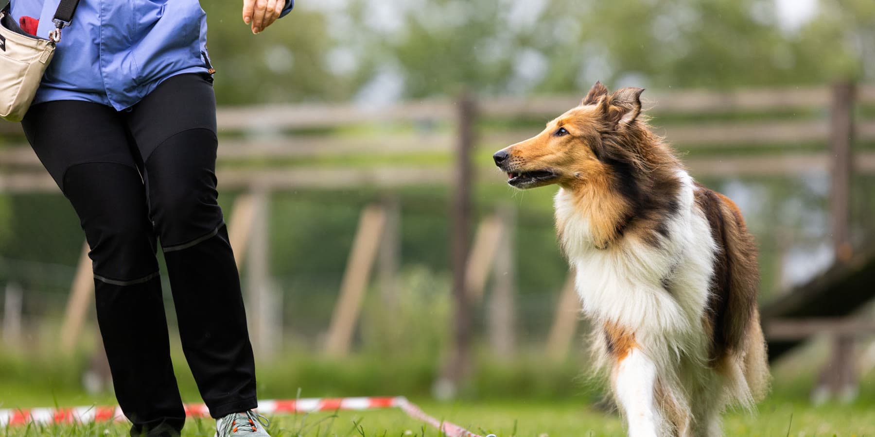 Collie arbeitet im Kreis um seine Halterin herum