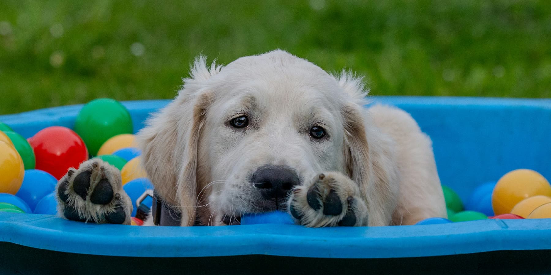 Golden-Retriever-Welpe im Bällebad während der Welpenstunde
