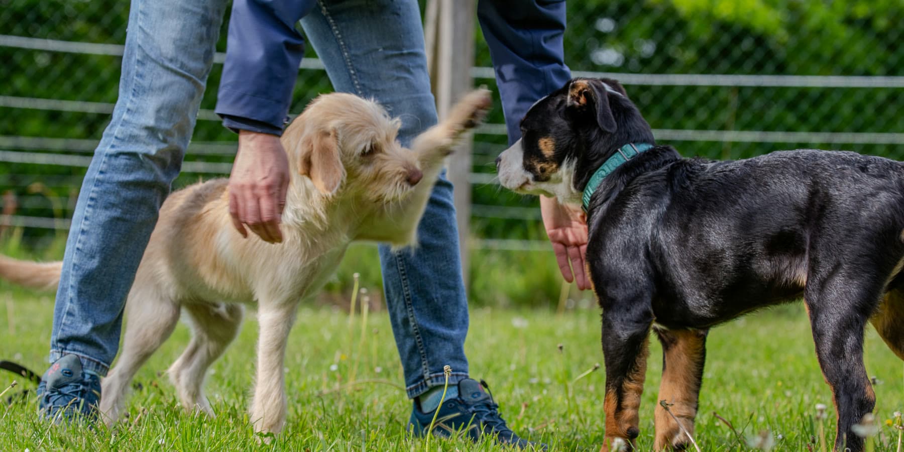 Zwei Hunde begrüßen sich unter Begleitung ihrer Menschen