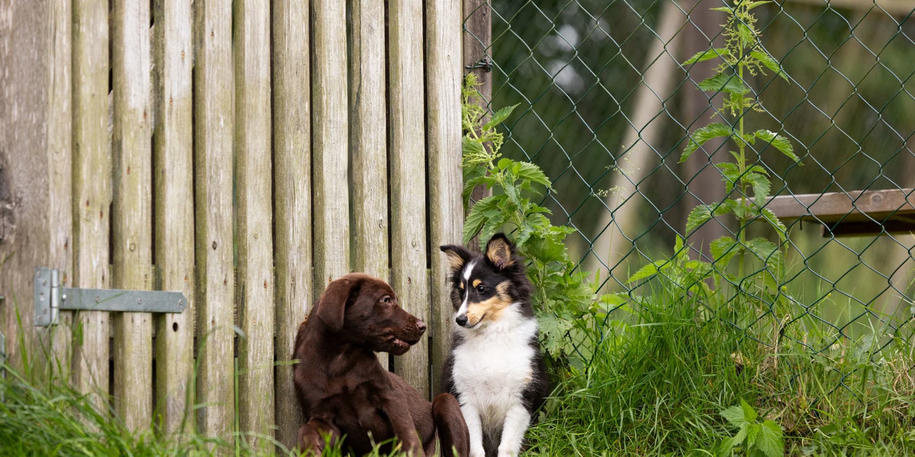 Zwei Hunde warten am Zaun des Trainingsplatzes